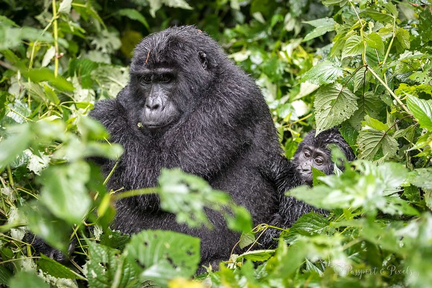 I Went Gorilla Tracking In The Pouring Rain In Uganda And Got Very Wet (But It Was Amazing)