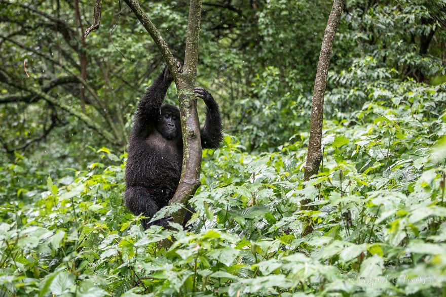I Went Gorilla Tracking In The Pouring Rain In Uganda And Got Very Wet (But It Was Amazing)
