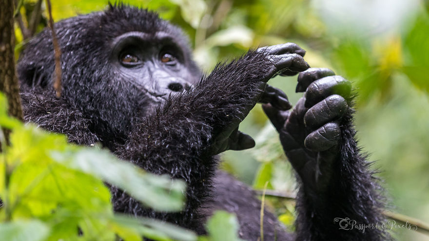 I Went Gorilla Tracking In The Pouring Rain In Uganda And Got Very Wet (But It Was Amazing) I Went Gorilla Tracking In The Pouring Rain In Uganda And Got Very Wet (But It Was Amazing)