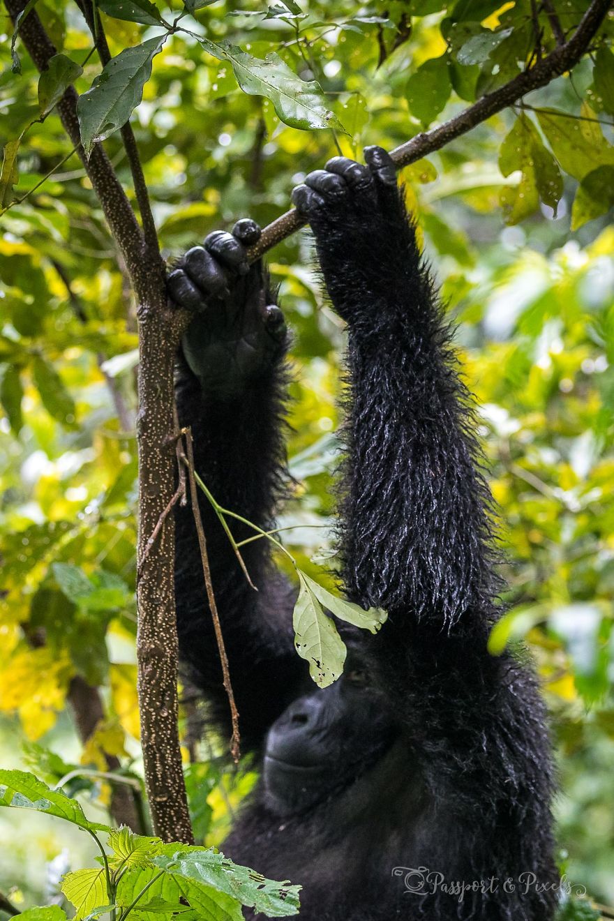 I Went Gorilla Tracking In The Pouring Rain In Uganda And Got Very Wet (But It Was Amazing) I Went Gorilla Tracking In The Pouring Rain In Uganda And Got Very Wet (But It Was Amazing)