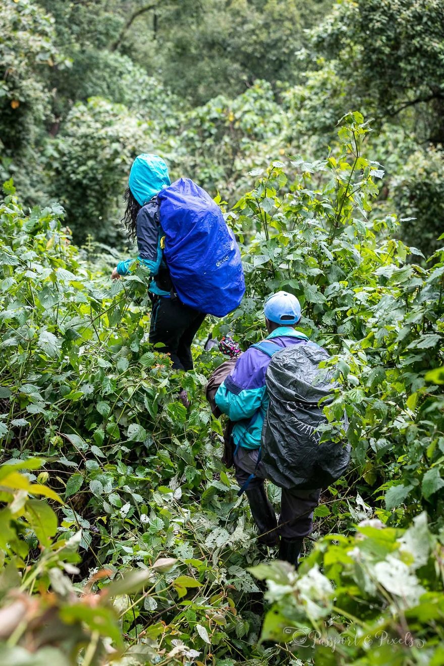 I Went Gorilla Tracking In The Pouring Rain In Uganda And Got Very Wet (But It Was Amazing) I Went Gorilla Tracking In The Pouring Rain In Uganda And Got Very Wet (But It Was Amazing)