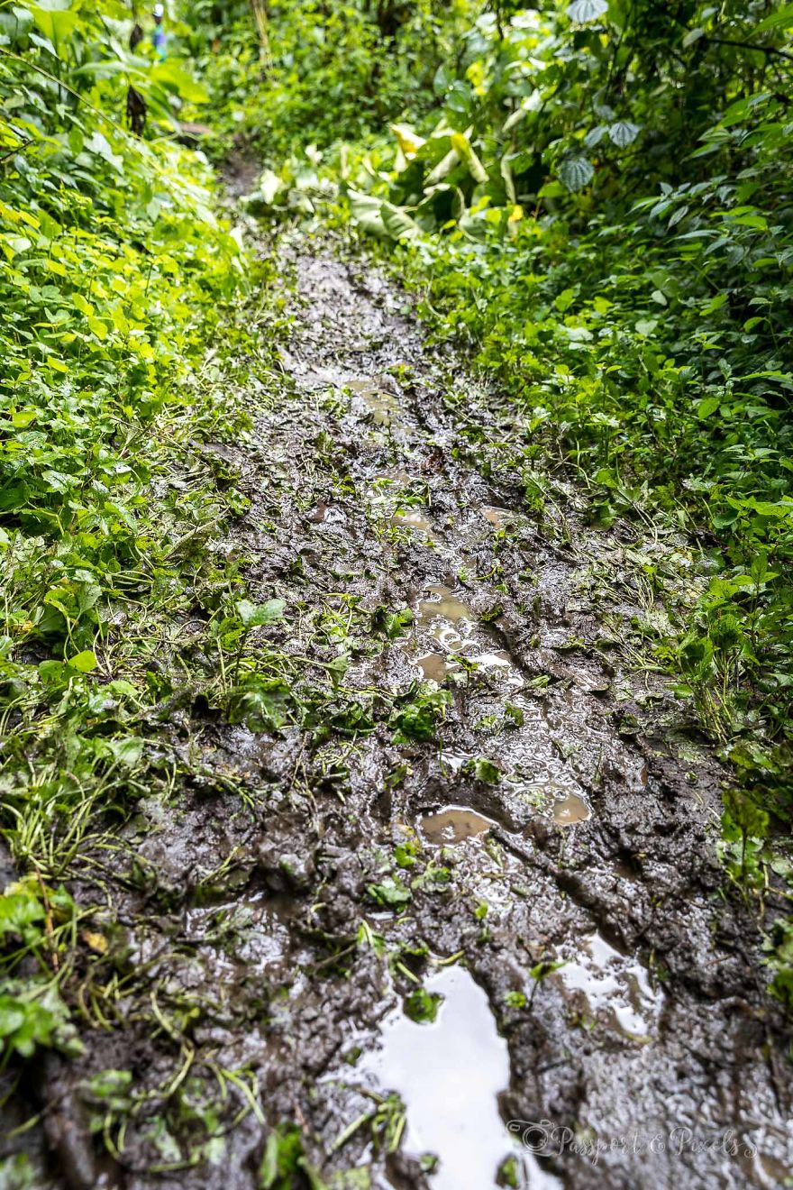 I Went Gorilla Tracking In The Pouring Rain In Uganda And Got Very Wet (But It Was Amazing)