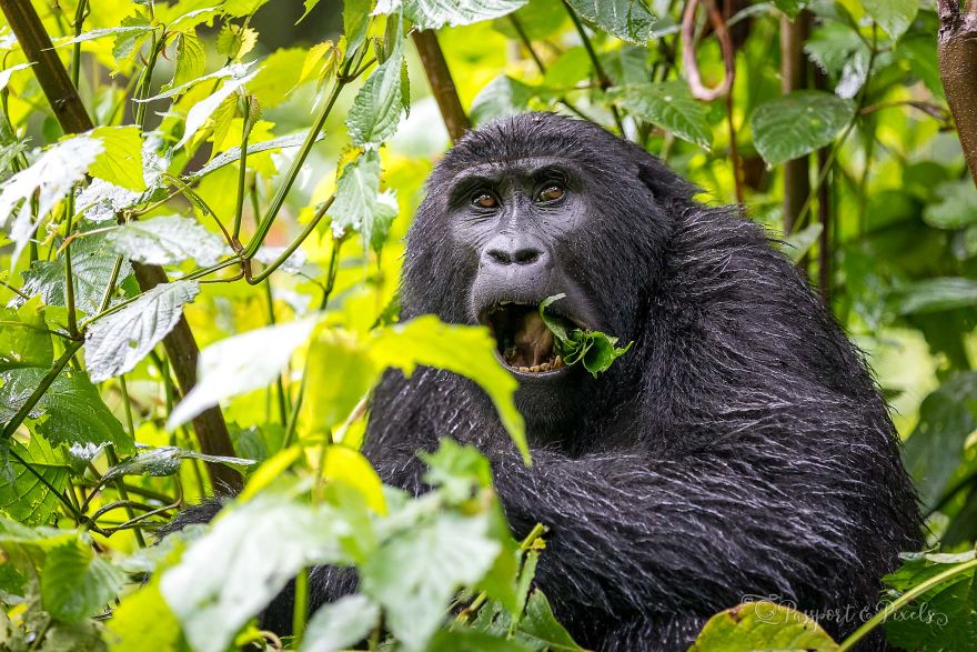 I Went Gorilla Tracking In The Pouring Rain In Uganda And Got Very Wet (But It Was Amazing) I Went Gorilla Tracking In The Pouring Rain In Uganda And Got Very Wet (But It Was Amazing)