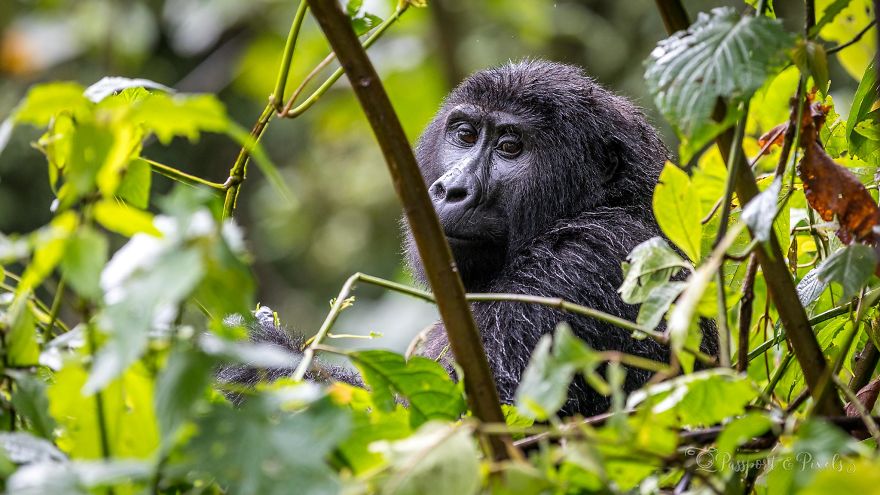 I Went Gorilla Tracking In The Pouring Rain In Uganda And Got Very Wet (But It Was Amazing) I Went Gorilla Tracking In The Pouring Rain In Uganda And Got Very Wet (But It Was Amazing)