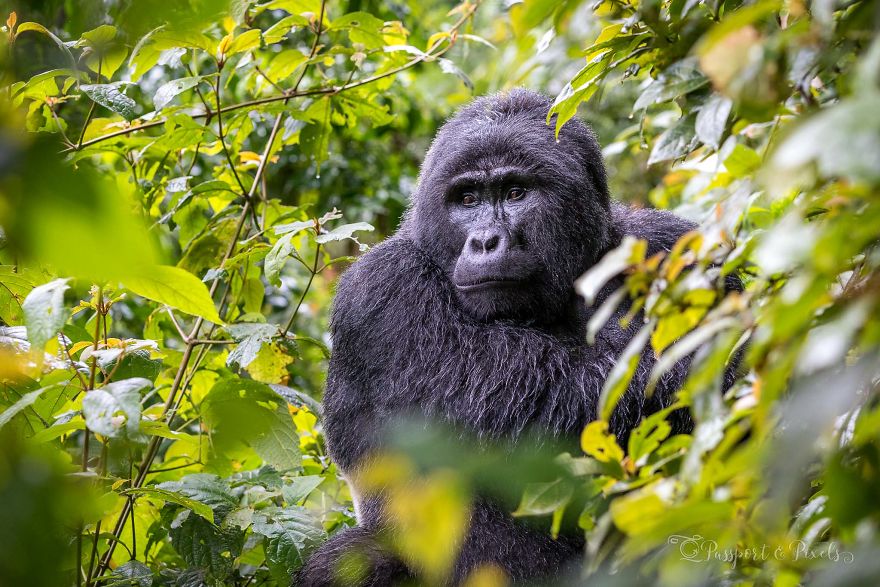 I Went Gorilla Tracking In The Pouring Rain In Uganda And Got Very Wet (But It Was Amazing)