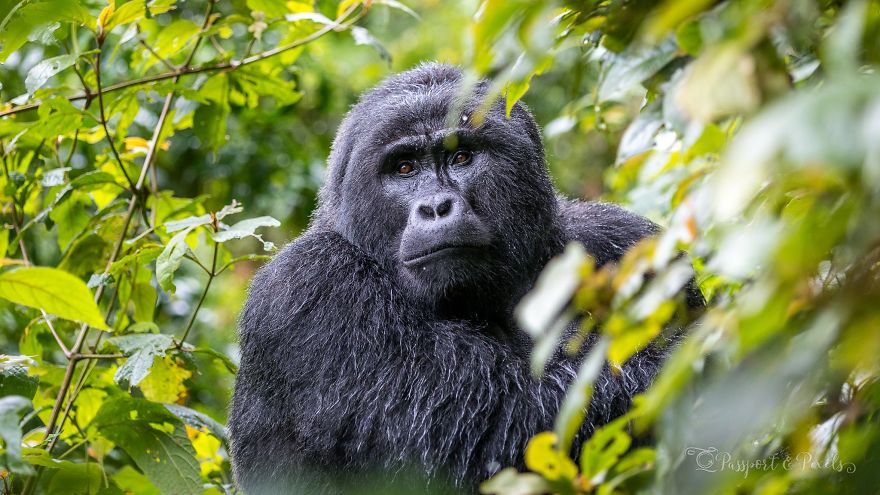 I Went Gorilla Tracking In The Pouring Rain In Uganda And Got Very Wet (But It Was Amazing) I Went Gorilla Tracking In The Pouring Rain In Uganda And Got Very Wet (But It Was Amazing)