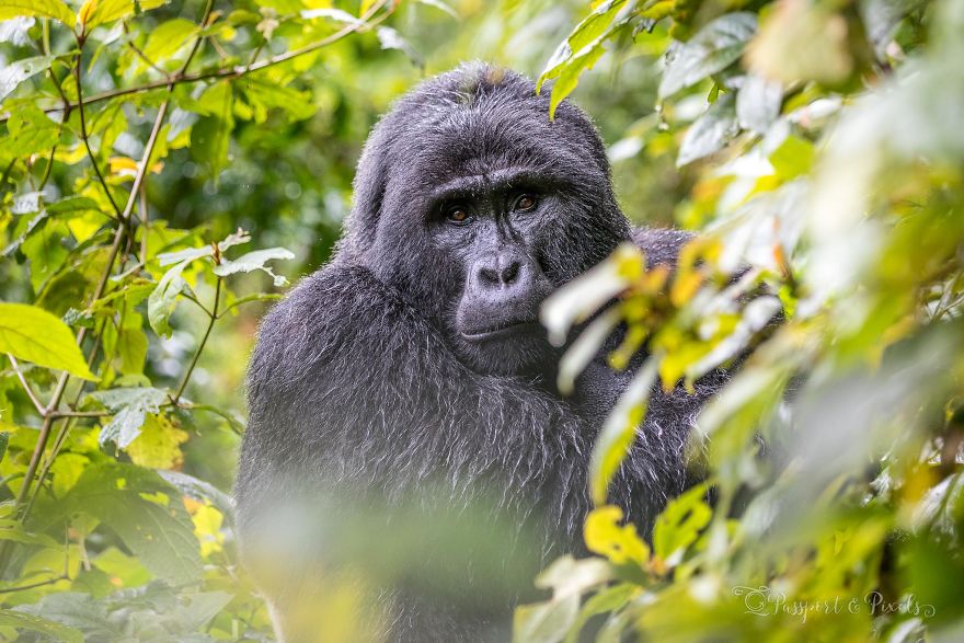 I Went Gorilla Tracking In The Pouring Rain In Uganda And Got Very Wet (But It Was Amazing) I Went Gorilla Tracking In The Pouring Rain In Uganda And Got Very Wet (But It Was Amazing)