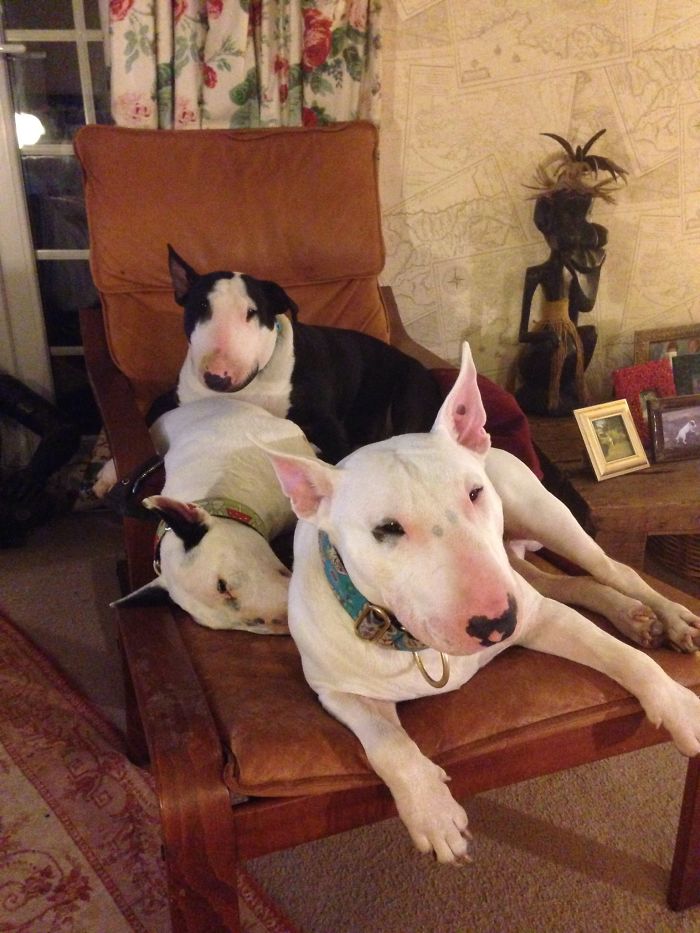 Husband Fed Up With The 30 Dogs His Wife Pets Asks Her To Choose Him Or The Dogs, And Probably Regrets It Afterwards