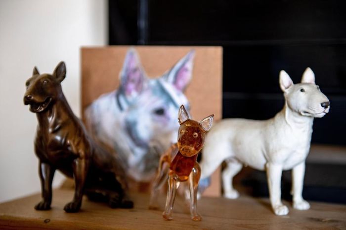 Husband Fed Up With The 30 Dogs His Wife Pets Asks Her To Choose Him Or The Dogs, And Probably Regrets It Afterwards