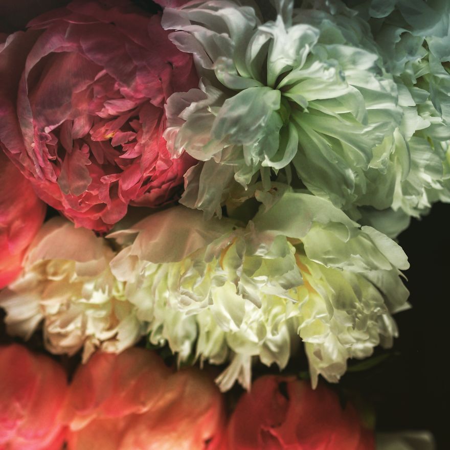 I Photograph Flowers With Dutch Light I Photograph Flowers With Dutch Light