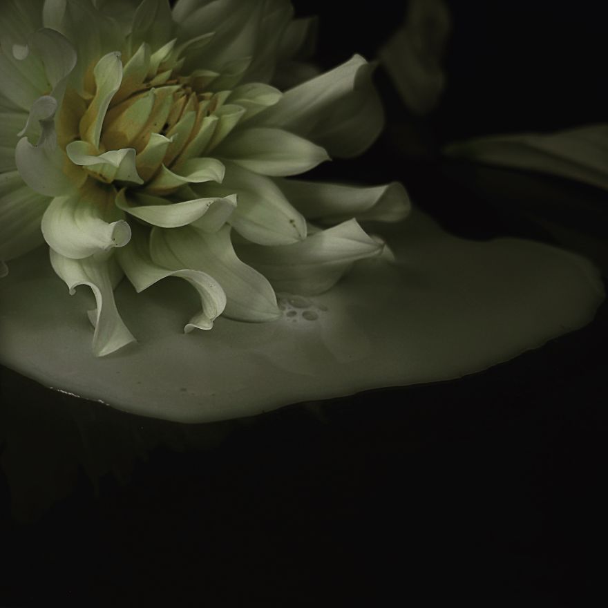 I Photograph Flowers With Dutch Light I Photograph Flowers With Dutch Light