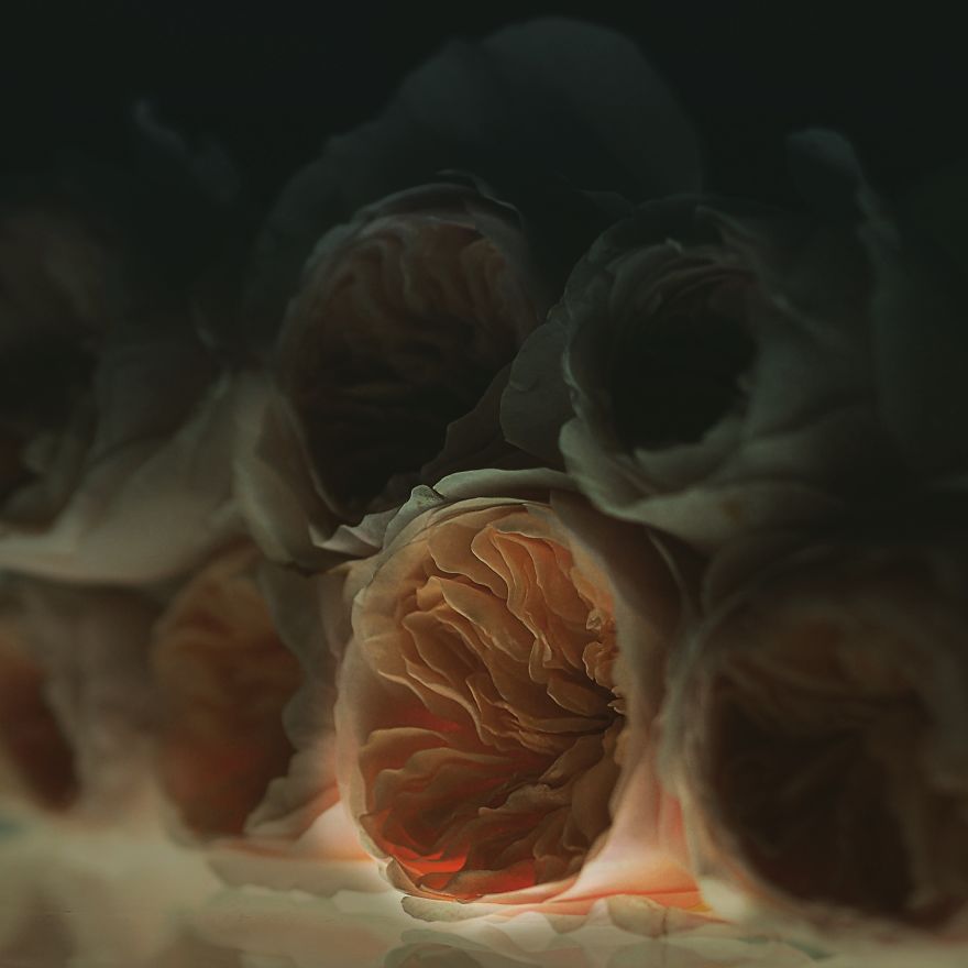 I Photograph Flowers With Dutch Light