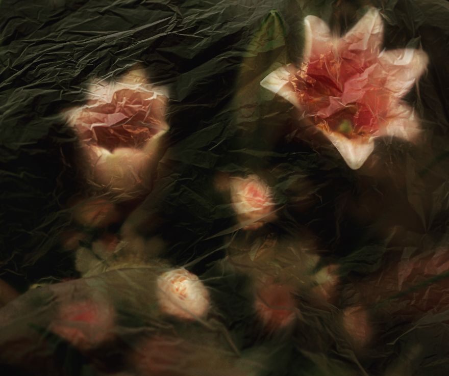 I Photograph Flowers With Dutch Light I Photograph Flowers With Dutch Light