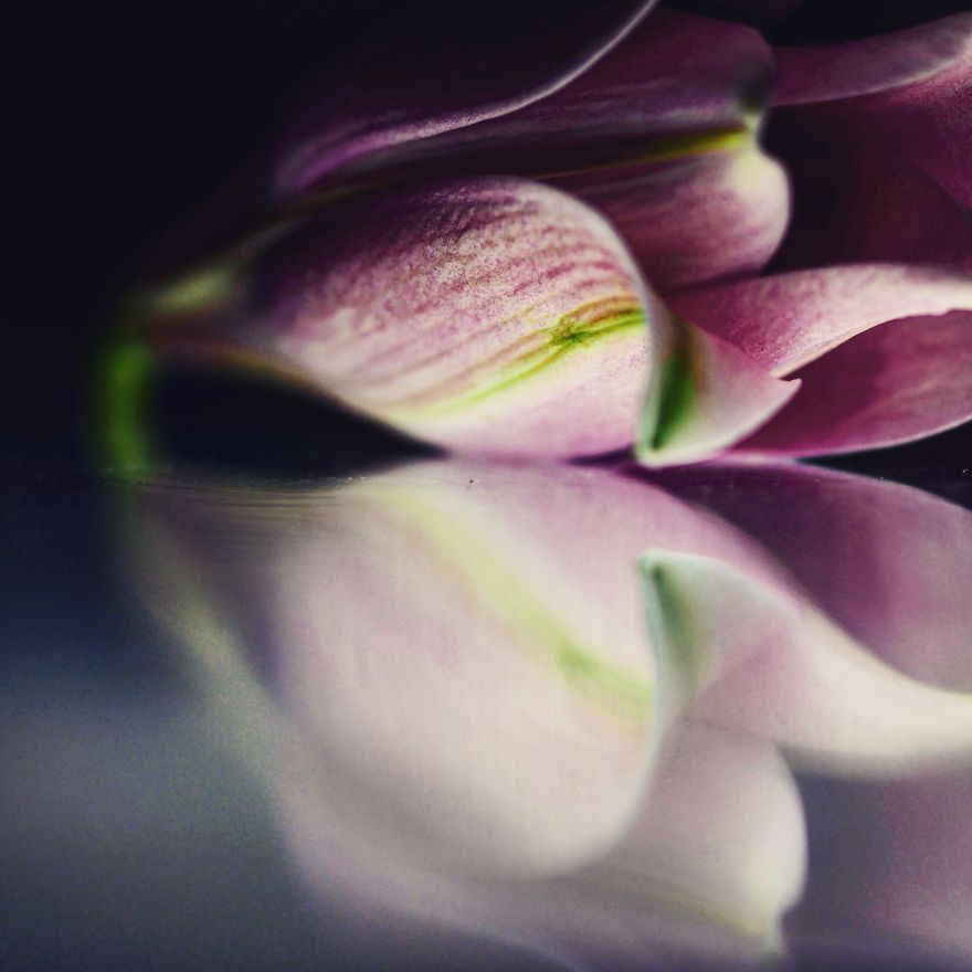 I Photograph Flowers With Dutch Light I Photograph Flowers With Dutch Light