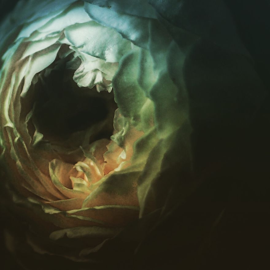 I Photograph Flowers With Dutch Light I Photograph Flowers With Dutch Light