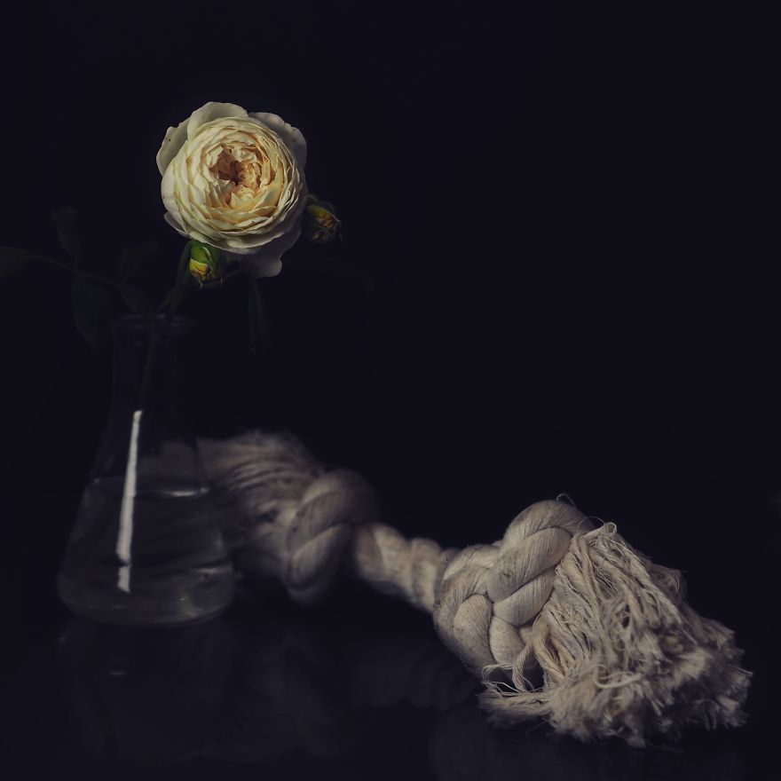 I Photograph Flowers With Dutch Light