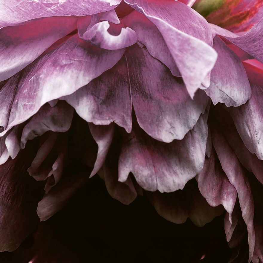 I Photograph Flowers With Dutch Light