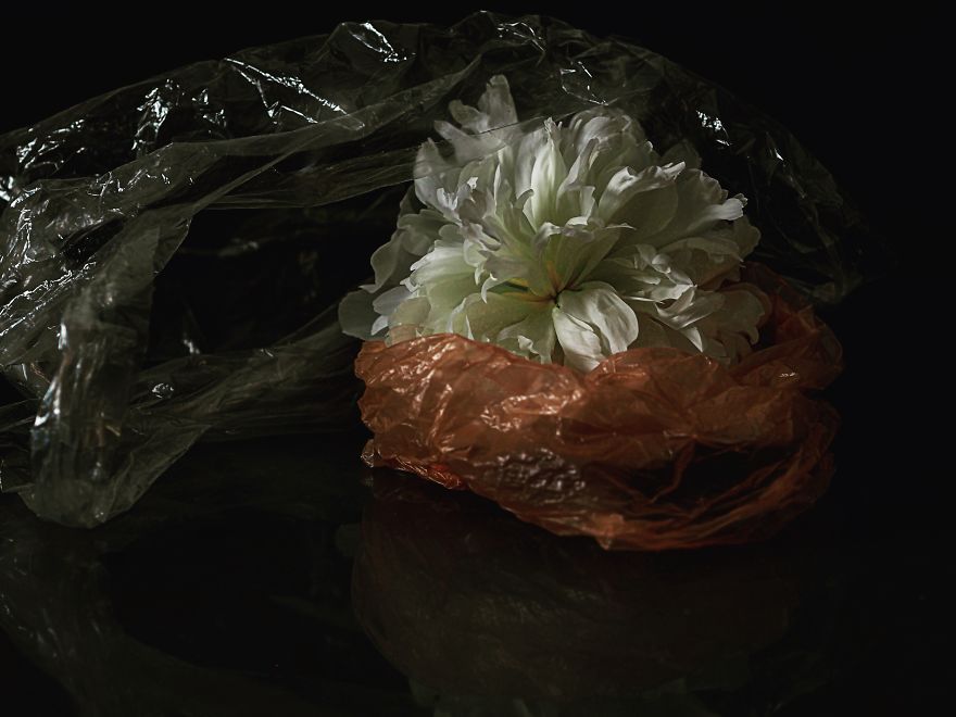 I Photograph Flowers With Dutch Light