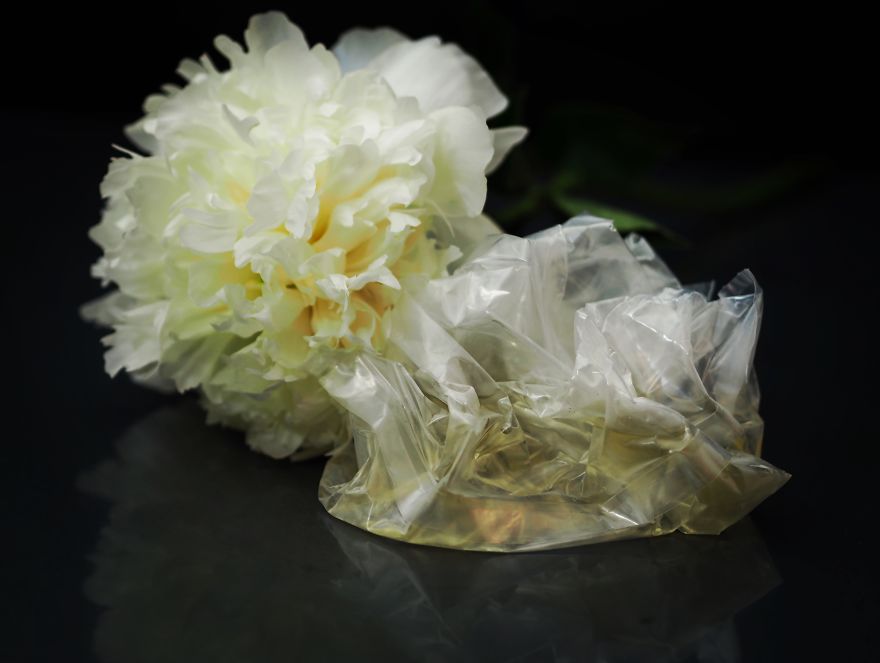 I Photograph Flowers With Dutch Light