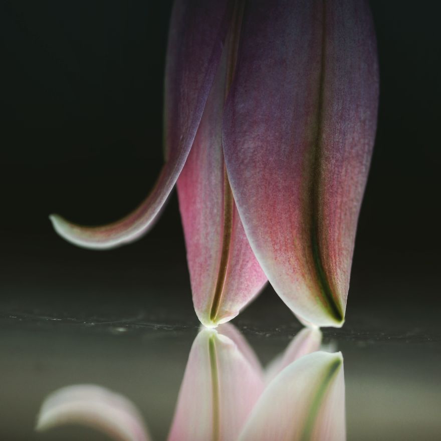 I Photograph Flowers With Dutch Light