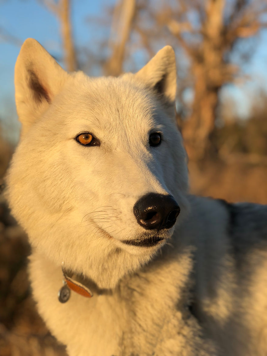 I Take My Dog Everywhere And This Is What He Saw I Take My Dog Everywhere And This Is What He Saw