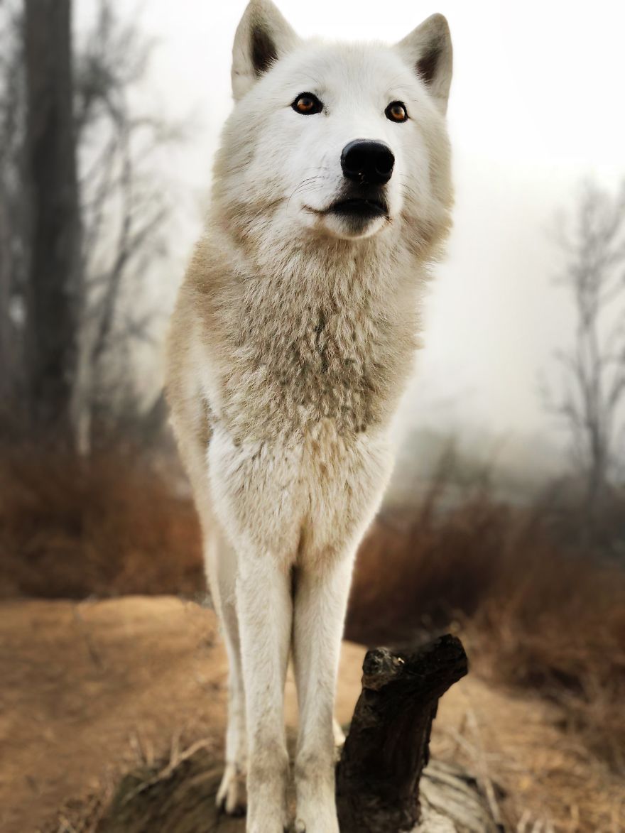 I Take My Dog Everywhere And This Is What He Saw I Take My Dog Everywhere And This Is What He Saw