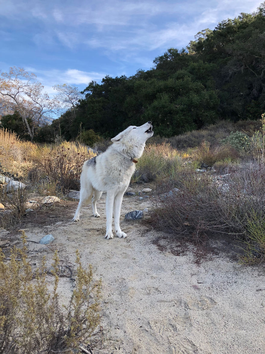 I Take My Dog Everywhere And This Is What He Saw I Take My Dog Everywhere And This Is What He Saw