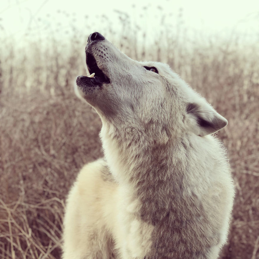 I Take My Dog Everywhere And This Is What He Saw I Take My Dog Everywhere And This Is What He Saw