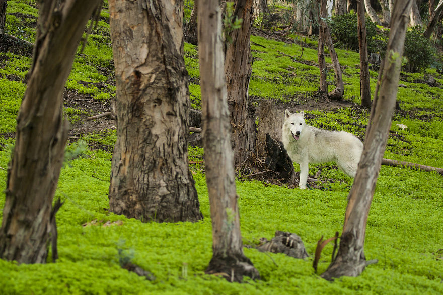 I Take My Dog Everywhere And This Is What He Saw