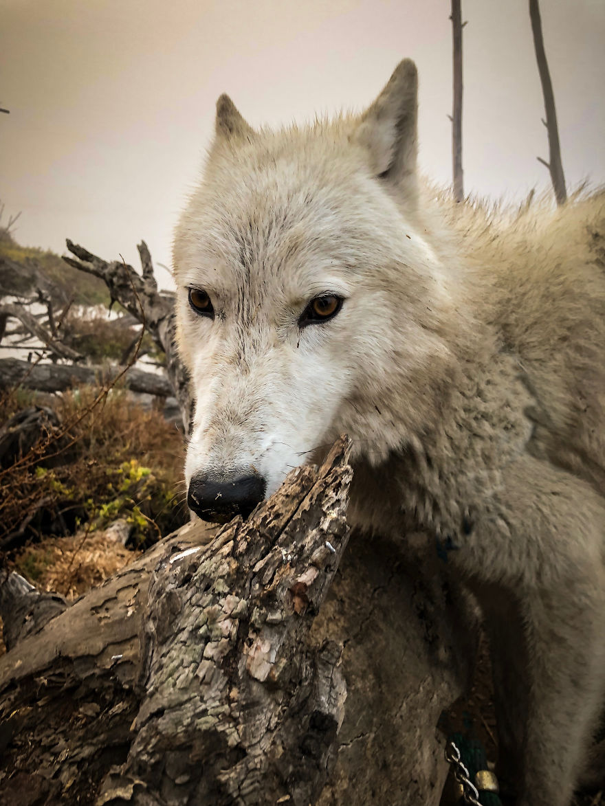 I Take My Dog Everywhere And This Is What He Saw