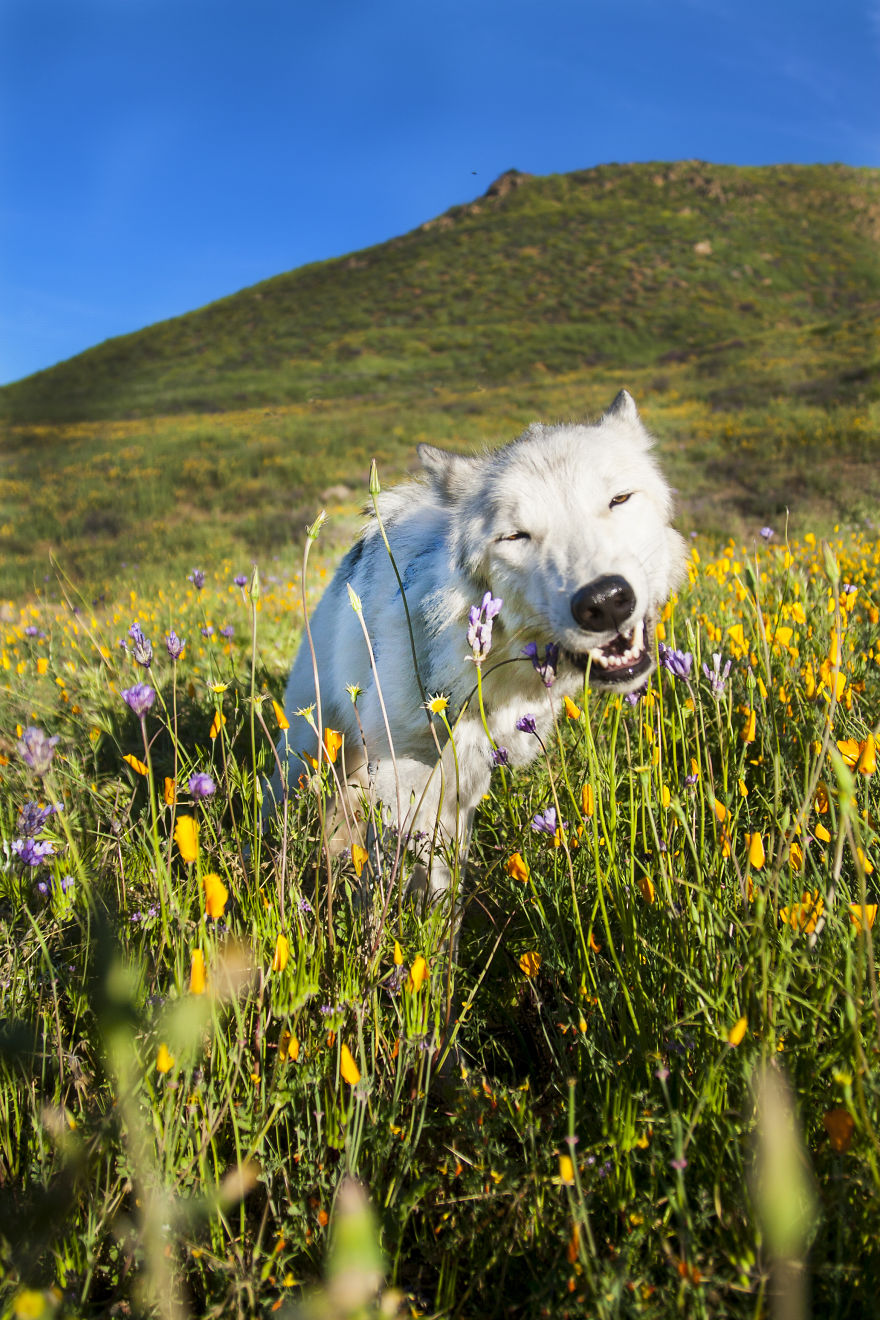 I Take My Dog Everywhere And This Is What He Saw