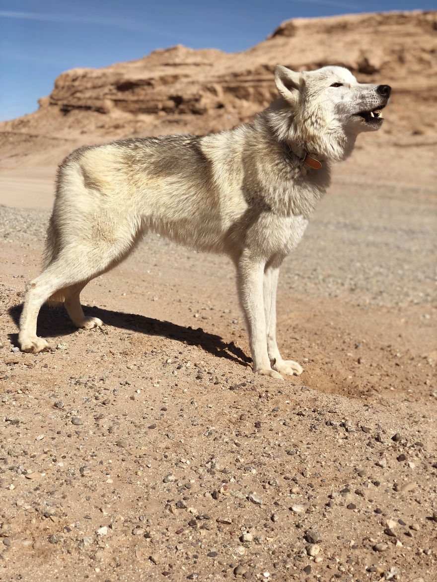 I Take My Dog Everywhere And This Is What He Saw