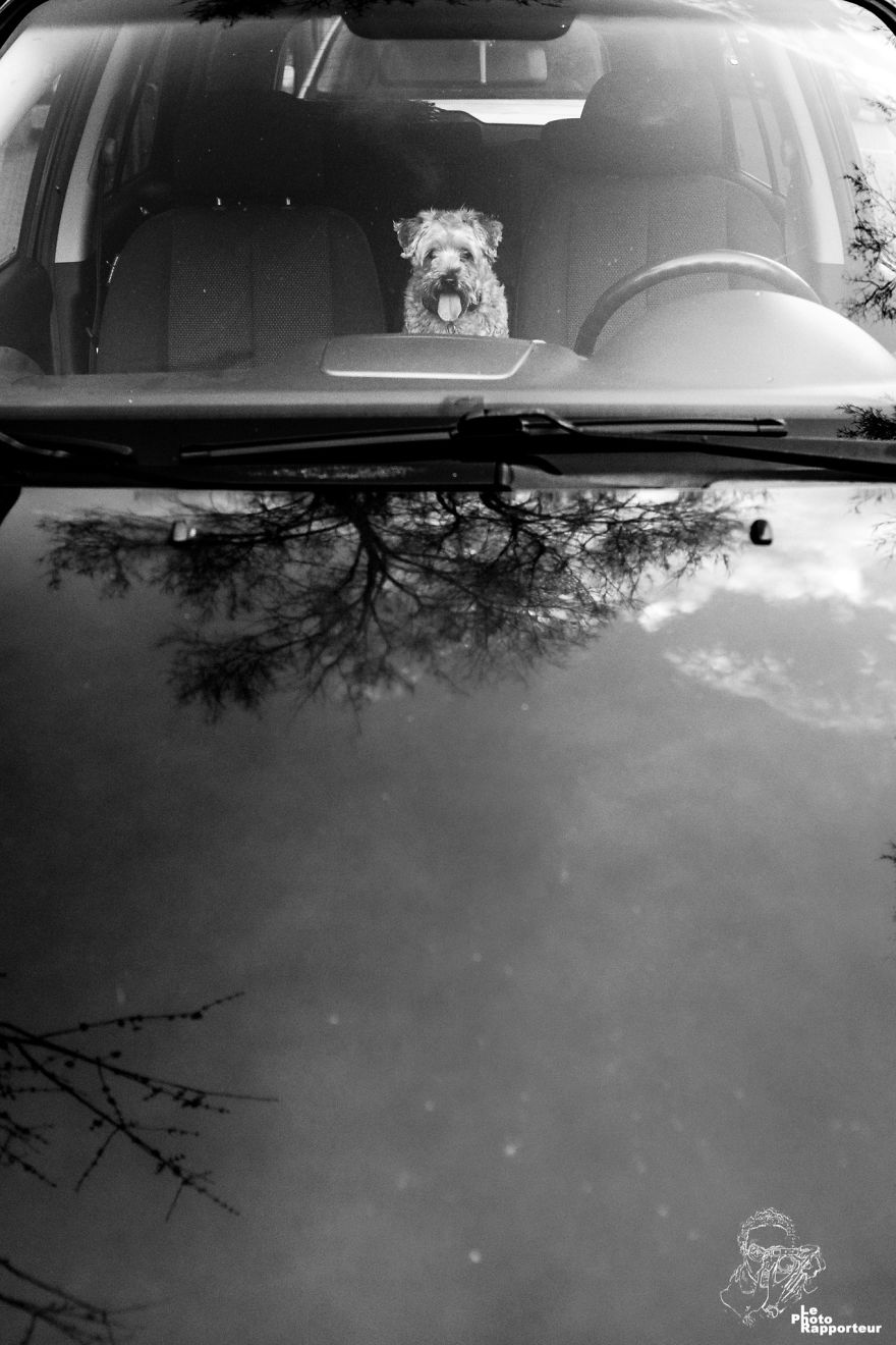 On Saturday, May 5th 2018 At 7:44pm, A Dog Was Patiently Waiting For Their Master Between The Driving Seat And The Passenger Seat Of Their Car