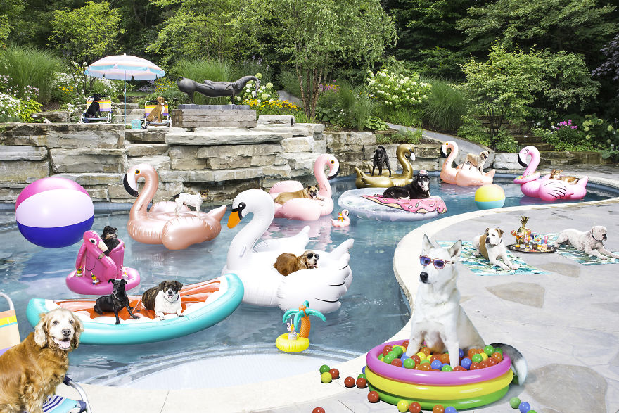 I Photographed A Pupper Pool Party!
