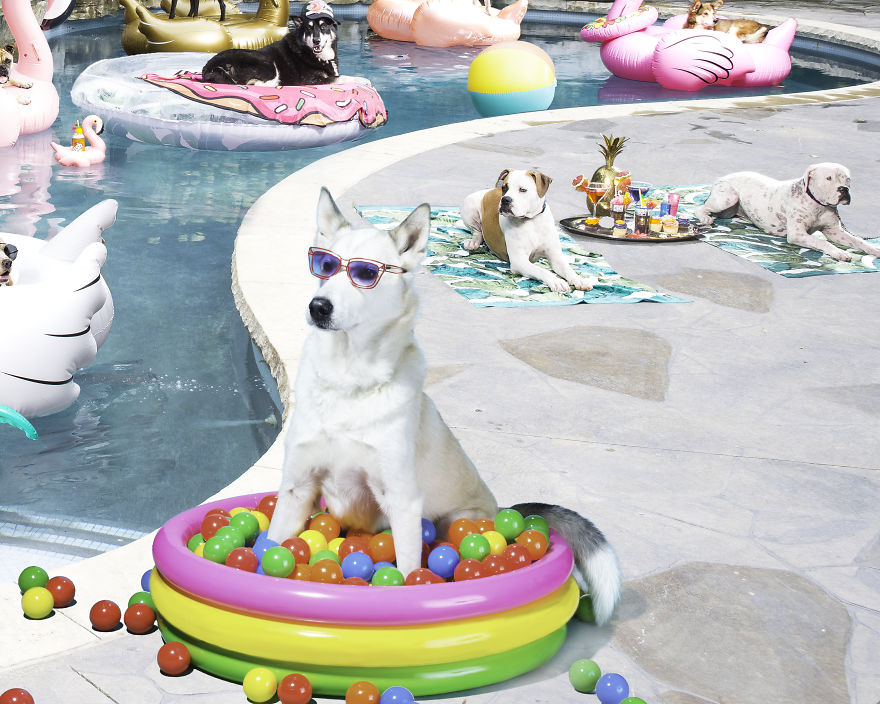 I Photographed A Pupper Pool Party! I Photographed A Pupper Pool Party!
