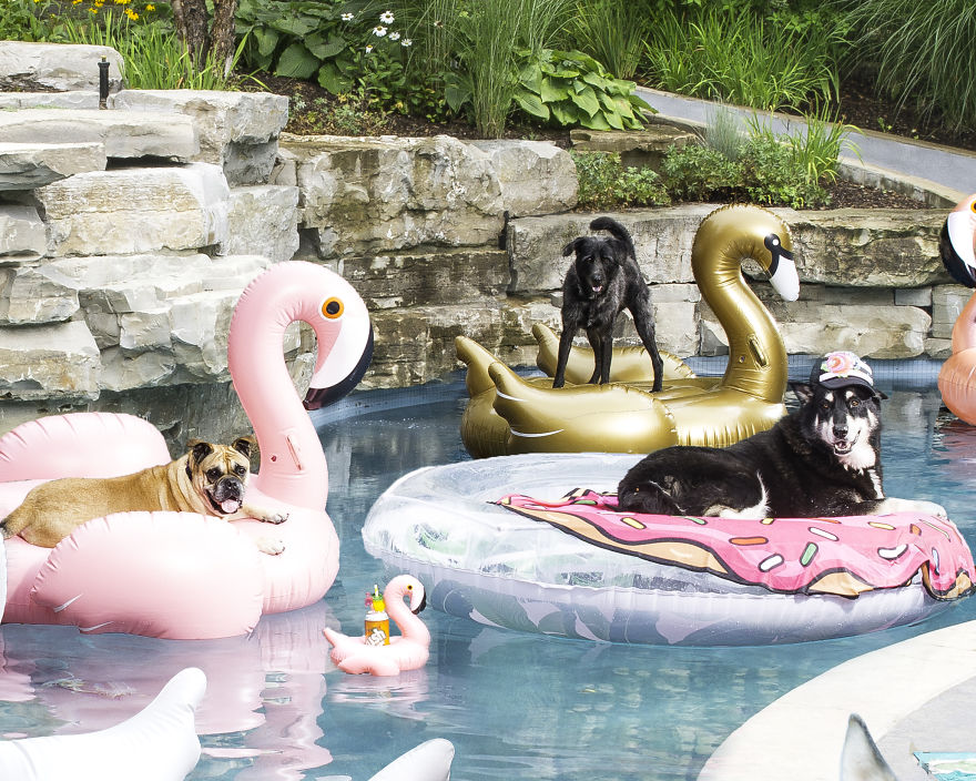 I Photographed A Pupper Pool Party!