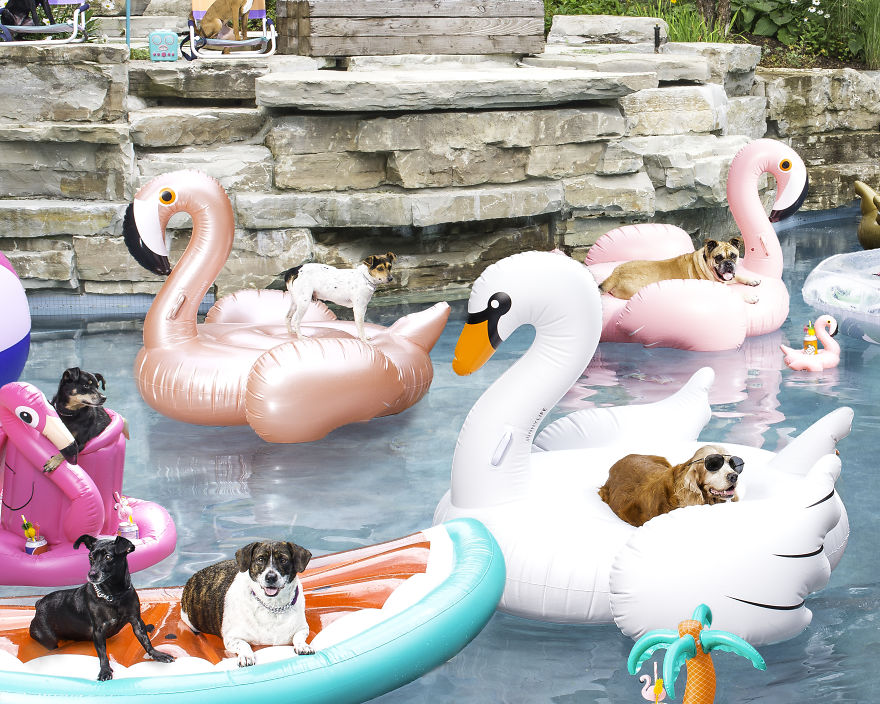 I Photographed A Pupper Pool Party! I Photographed A Pupper Pool Party!