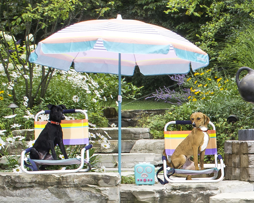 I Photographed A Pupper Pool Party!
