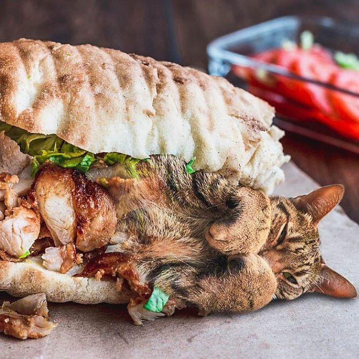 I Photoshop Cats Into Food