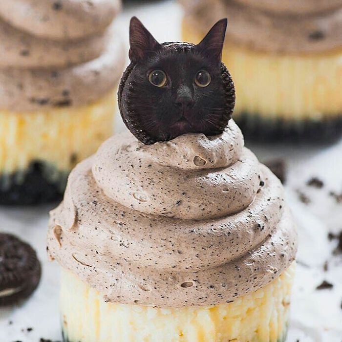 I Photoshop Cats Into Food