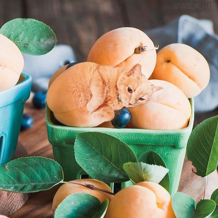 I Photoshop Cats Into Food