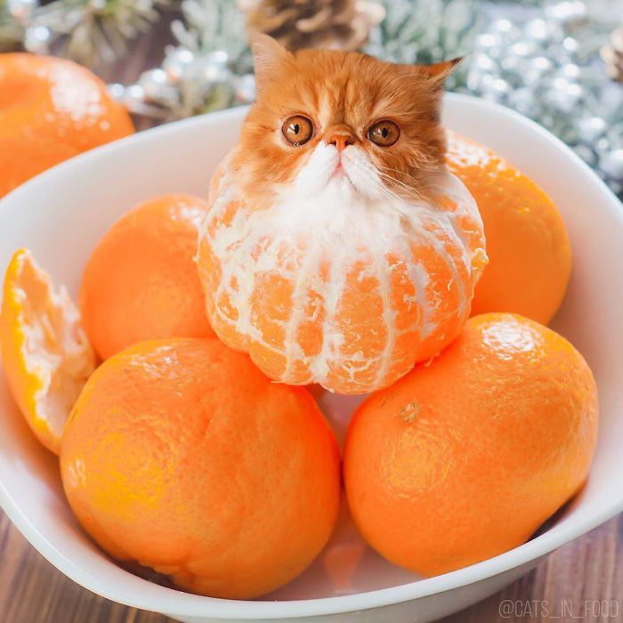I Photoshop Cats Into Food