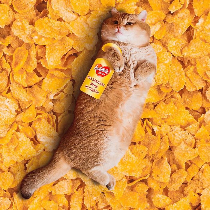 I Photoshop Cats Into Food