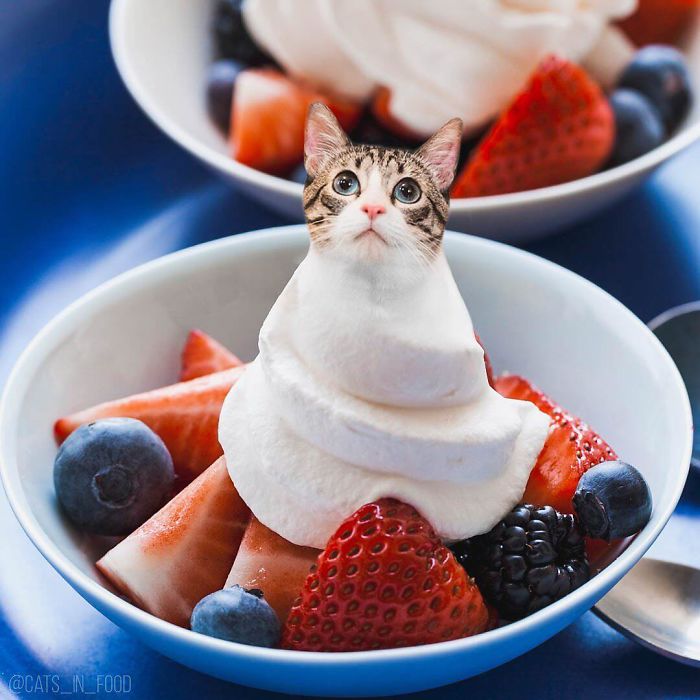 I Photoshop Cats Into Food