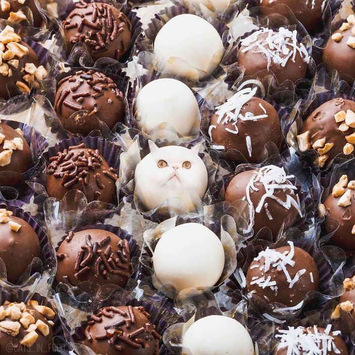 I Photoshop Cats Into Food