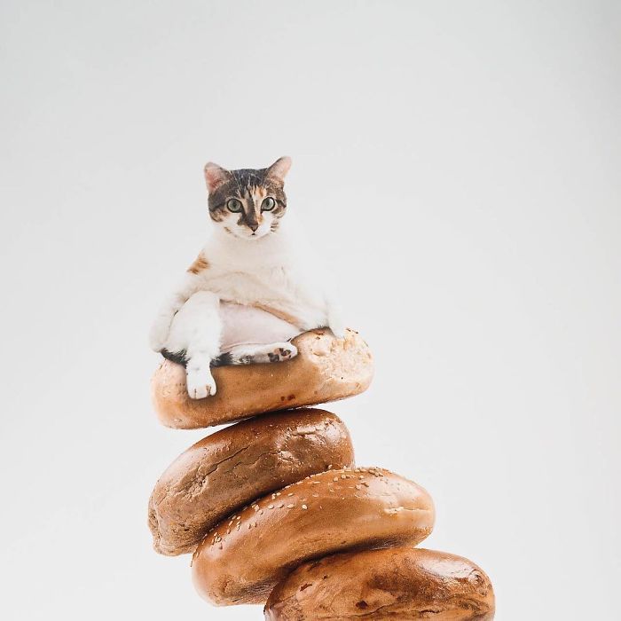 I Photoshop Cats Into Food