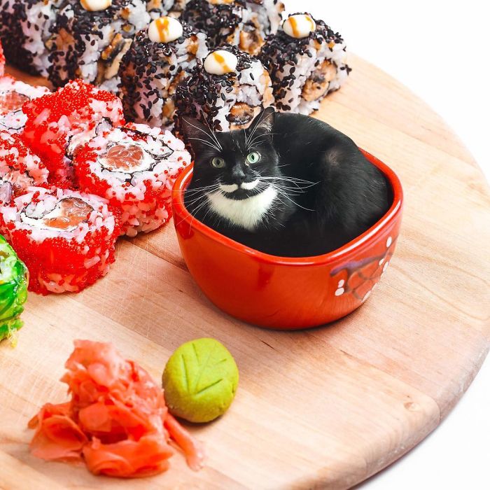I Photoshop Cats Into Food