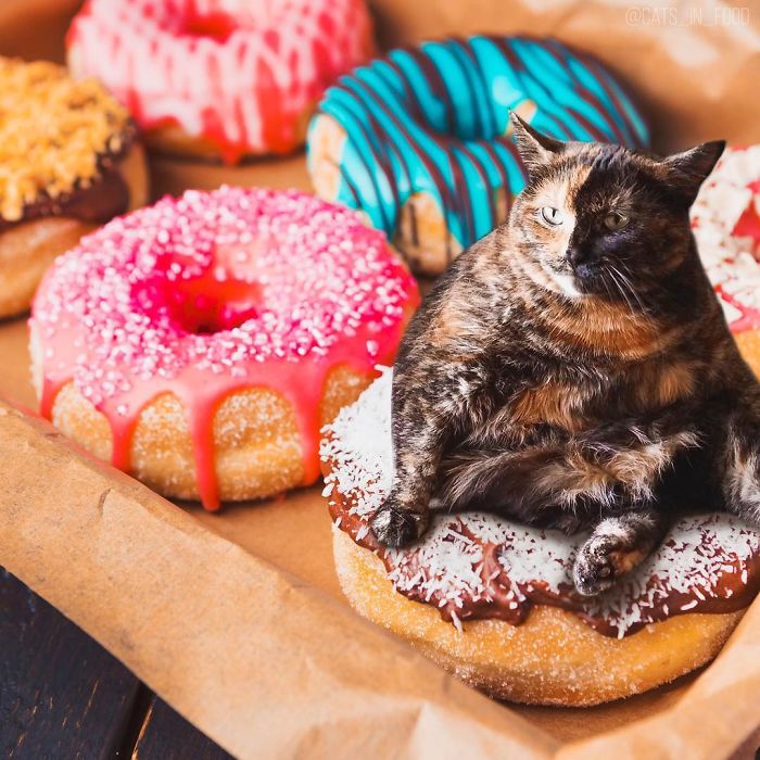 I Photoshop Cats Into Food