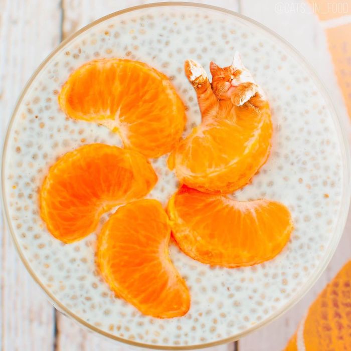 I Photoshop Cats Into Food