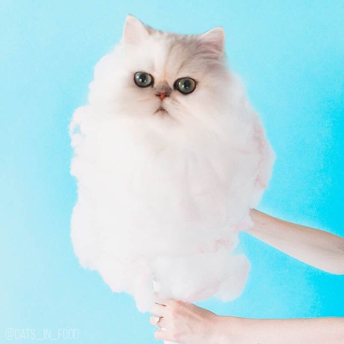 I Photoshop Cats Into Food